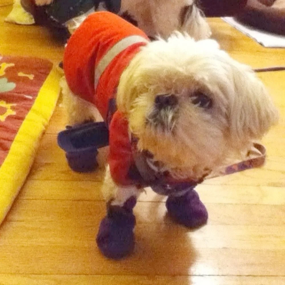 Dog Booties 3 for 15 SALE CLEARANCE Used Two Pairs